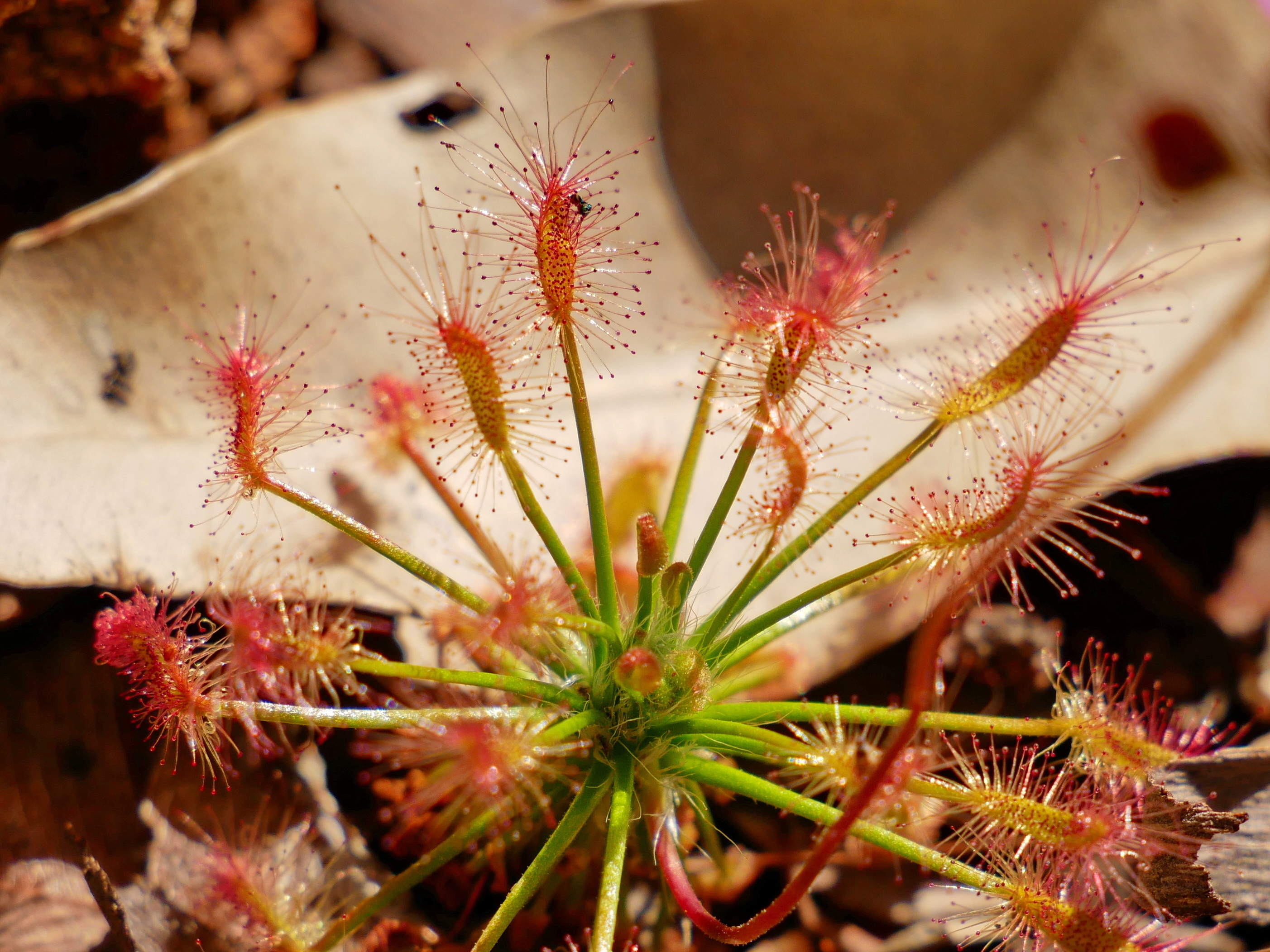 One of the thousands of Drosera silvicola, a Priority 1 pygmy sundew, that were discovered at Australian Wildlife Conservancy’s Paruna Wildlife Sanctuary in Western Australia.